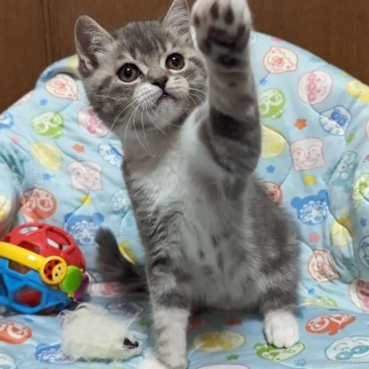 ID:2309-01618の子猫