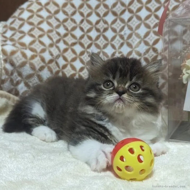 ID:2306-03410の子猫