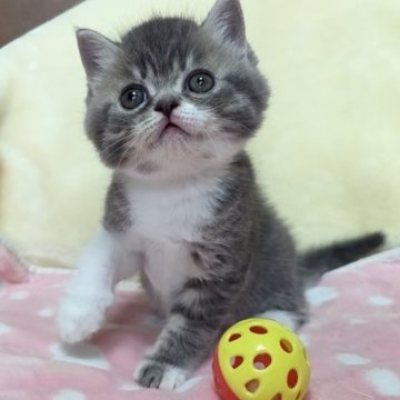 フォールデックス【長崎県・男の子・2023年5月1日・ブルータビー&ホワイト（短毛）】の写真「6/30〜7/2限定で金額変更20万→15万✨」