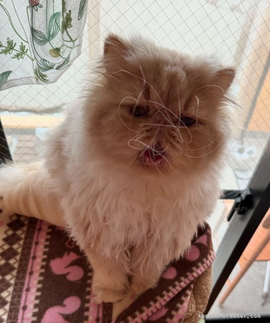 伊藤さかえブリーダーのブログ：１歳の御誕生日おめでとう✨