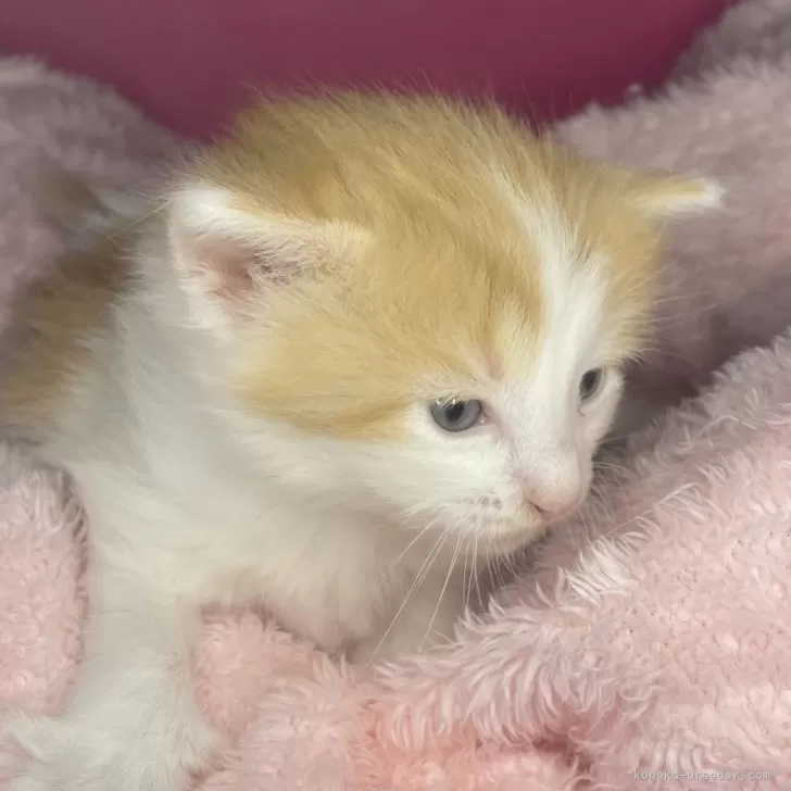 ID：2410-00517の子猫