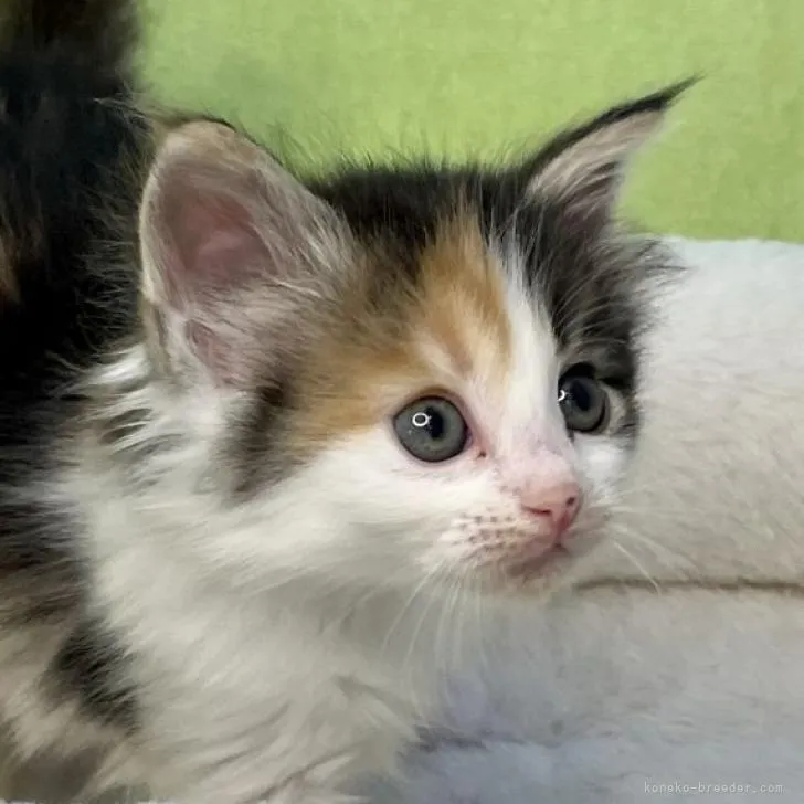 ID:2302-01686の子猫