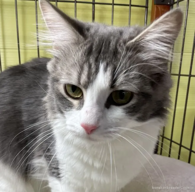 ID:2202-01948の子猫