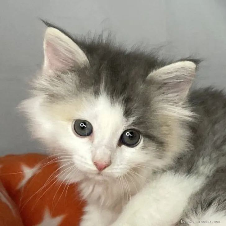 ID：2309-01925の子猫