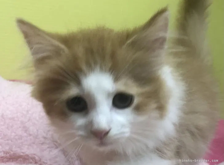 ID:2107-01477の子猫
