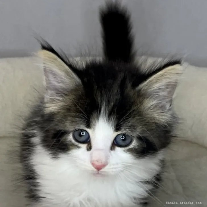 ID:2304-03397の子猫