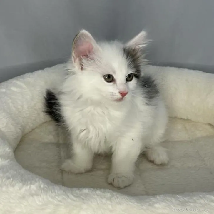 ID:2301-01673の子猫