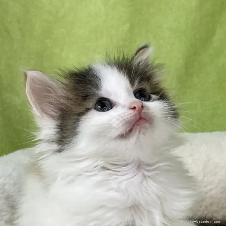 ID：2306-02889の子猫