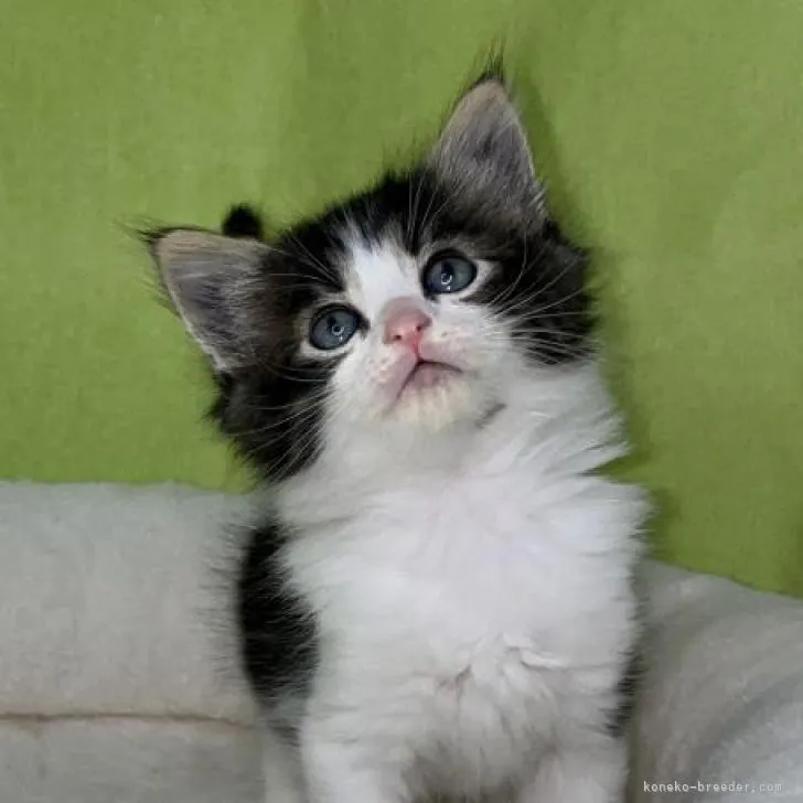 ID:2302-00872の子猫