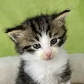 ノルウェージャンフォレストキャット【山形県・男の子・2023年7月9日・ブラウンタビー&ホワイト】の写真1