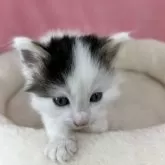 ノルウェージャンフォレストキャット【山形県・男の子・2024年4月3日・ブラウンタビー&ホワイト】の写真1「キュアのおとこのこ🐾」