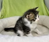 ノルウェージャンフォレストキャット【山形県・男の子・2023年7月9日・ブラウンタビー&ホワイト】の写真2