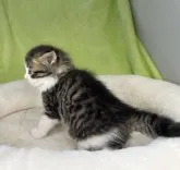 ノルウェージャンフォレストキャット【山形県・男の子・2023年7月9日・ブラウンタビー&ホワイト】の写真3