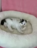 ノルウェージャンフォレストキャット【山形県・男の子・2024年4月3日・ブラウンタビー&ホワイト】の写真4