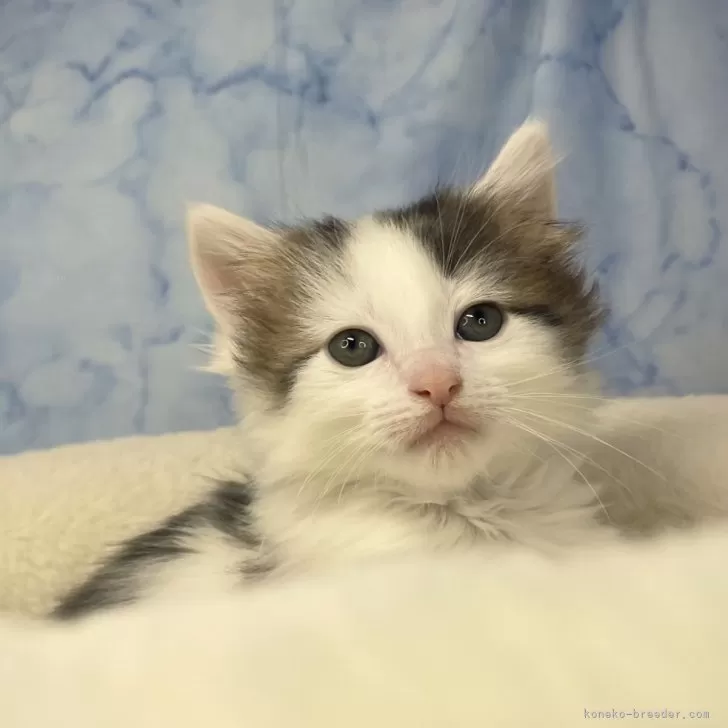 ID：2502-00037の子猫