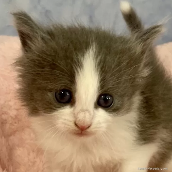 D.S 様のお迎えした子猫