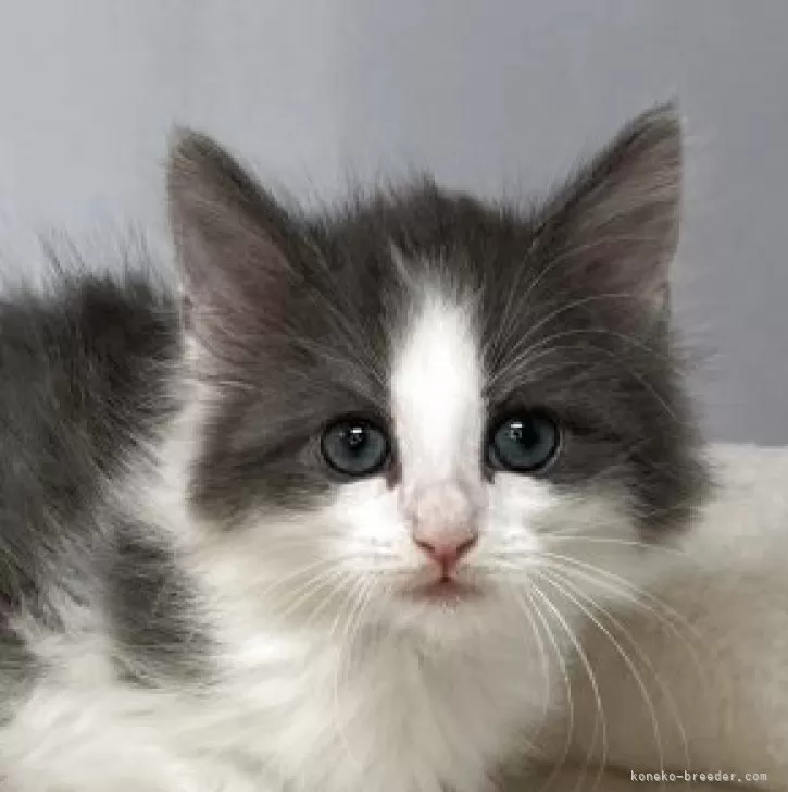 ID：2604-01259の子猫