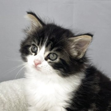 ノルウェージャンフォレストキャット【山形県・女の子・2025年8月23日・ブラウンタビー&ホワイト】の写真「可愛いノルウェージャンのおんなのこ🐾」