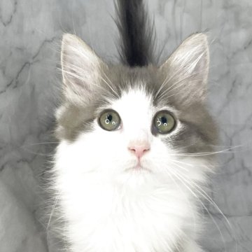 ノルウェージャンフォレストキャット【山形県・女の子・2025年6月7日・ブルータビー&ホワイト】の写真「可愛いお顔のノルのおんなのこ🐾」