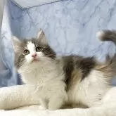 ノルウェージャンフォレストキャット
