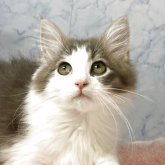 ノルウェージャンフォレストキャット