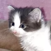 ノルウェージャンフォレストキャット