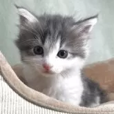 ノルウェージャンフォレストキャット