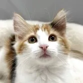 ノルウェージャンフォレストキャット