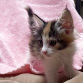ノルウェージャンフォレストキャット