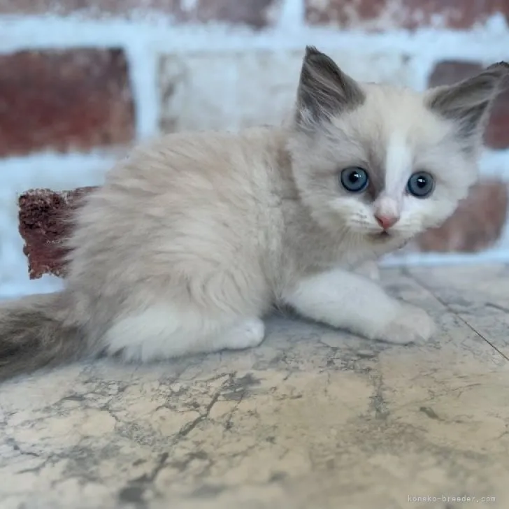 ID：2310-01613の子猫
