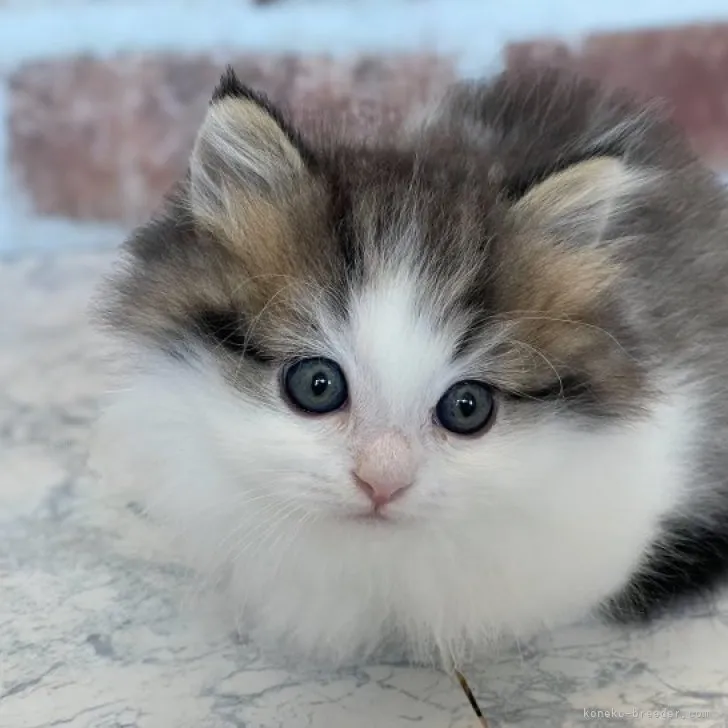 ID：2312-00101の子猫