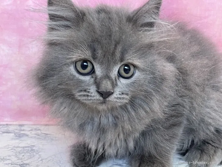 ID:2110-01450の子猫
