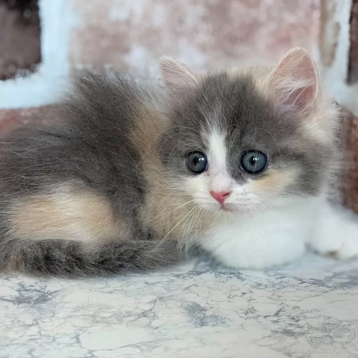 ID:2407-02779の子猫