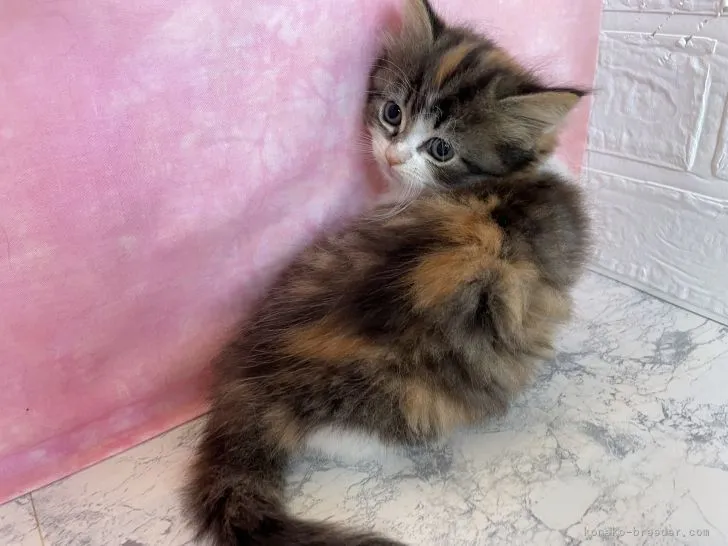 ID:2111-00890の子猫