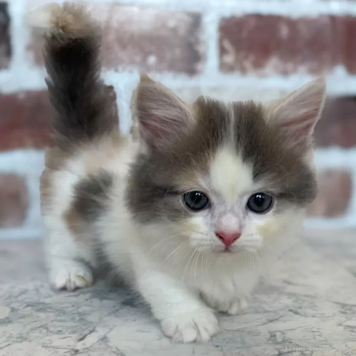 ID：2407-02784の子猫