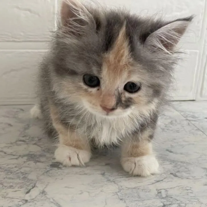 ID:2206-02446の子猫
