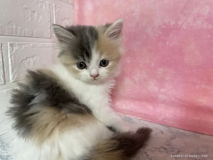 ID：2111-00017の子猫