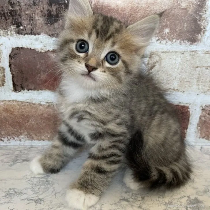 ID：2306-00769の子猫