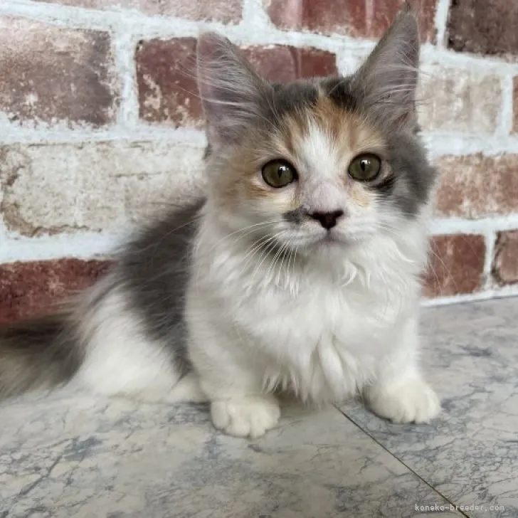 ID:2308-01907の子猫