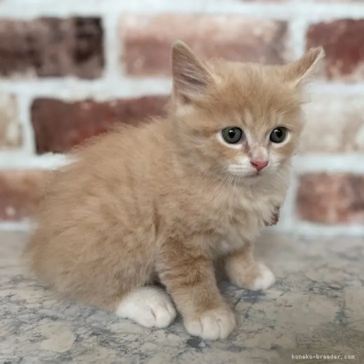 ID:2310-01895の子猫