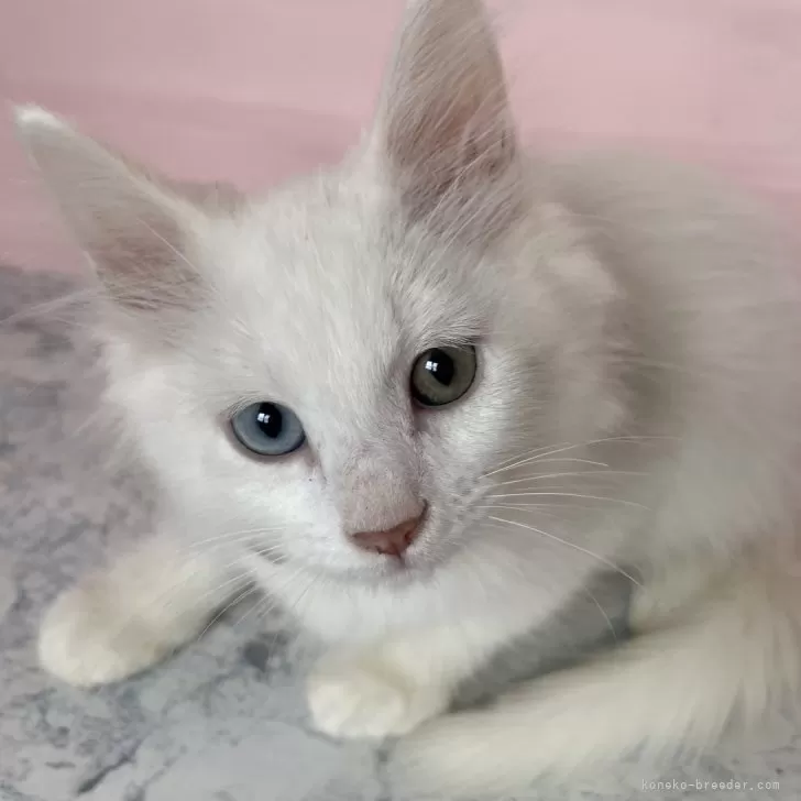 ID：2411-02124の子猫