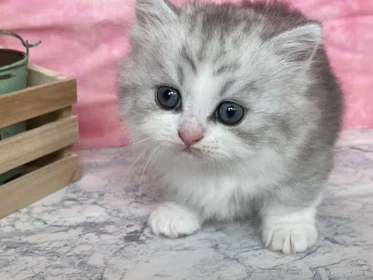 ID：2107-01397の子猫