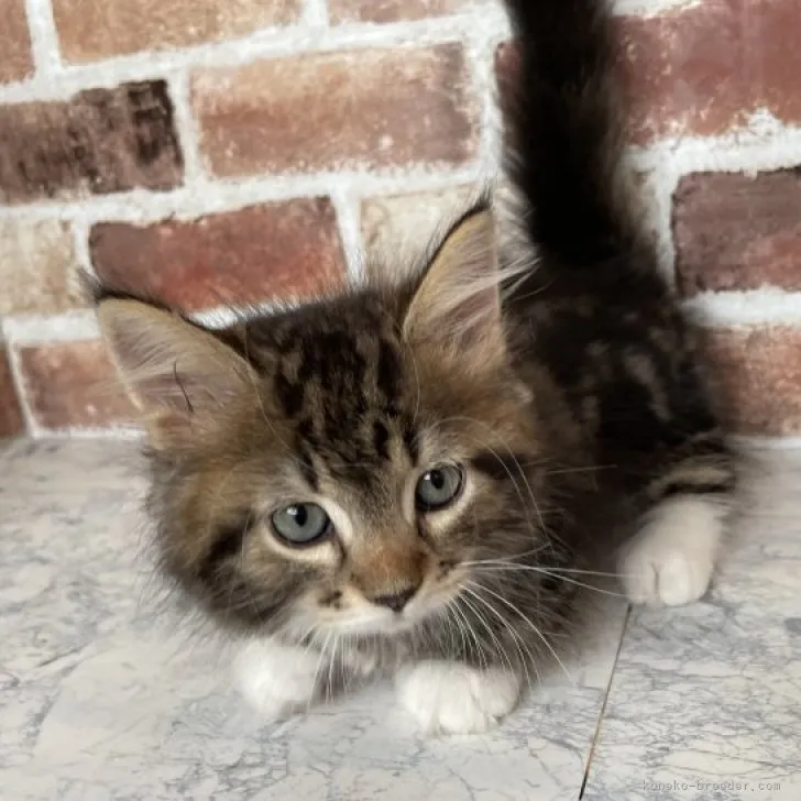 ID：2306-00771の子猫