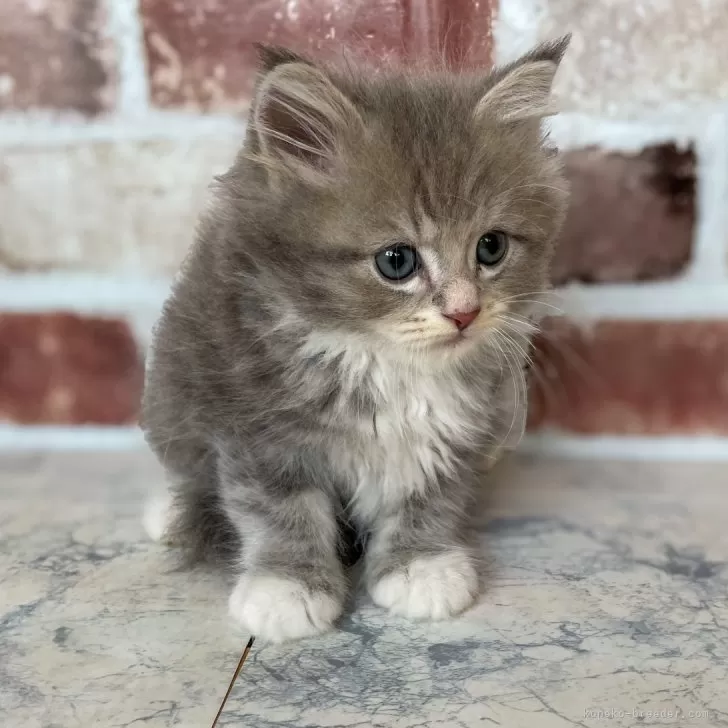 ミヌエット(長足)【埼玉県・男の子・2024年6月4日・ブルータビー&amp;ホワイト】の写真1