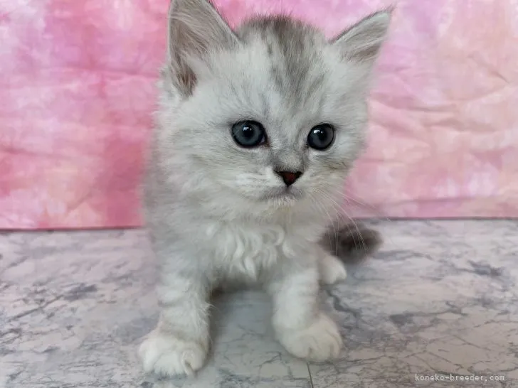 ID:2205-02559の子猫