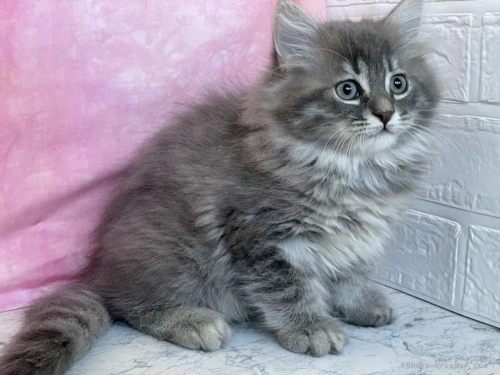 ID:2112-00136の子猫