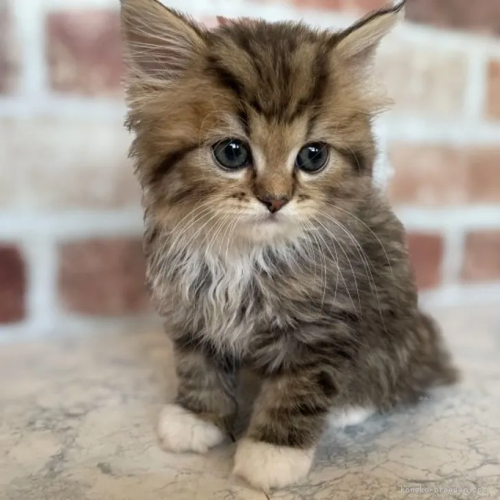 ID:2311-00159の子猫
