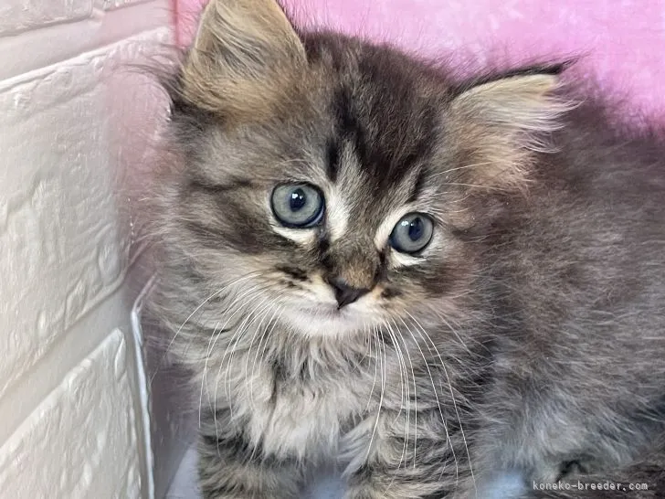 ID：2111-00892の子猫