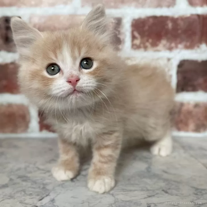 うにとろ 様のお迎えした子猫