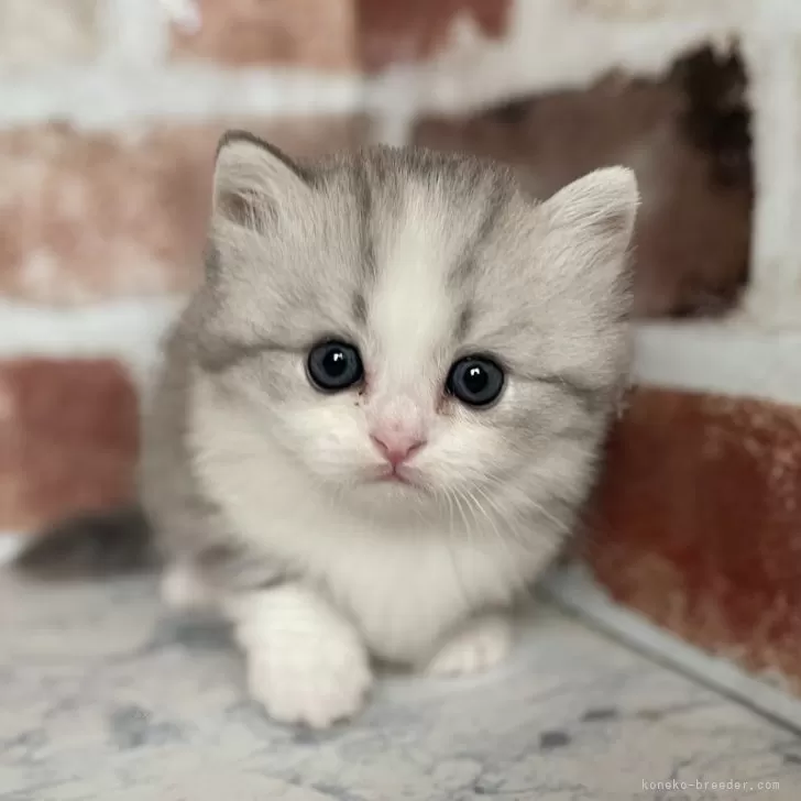 ID：2404-02832の子猫